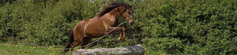 Willkommen auf Horsemanship Online